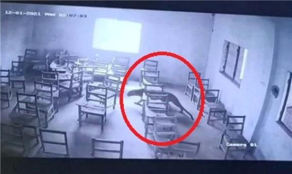 حمله پلنگ به دانش آموز در مدرسه