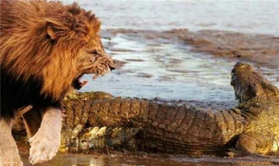 لحظه حمله تمساح به شیر