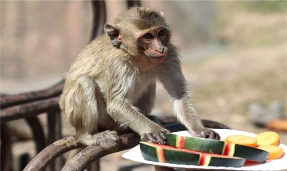 خوراکی دادن به میمون‌های گرسنه