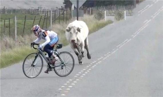 حمله گاو به دوچرخه سوار!