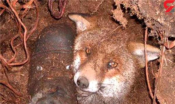 آیا شکار روباه جرم دارد؟