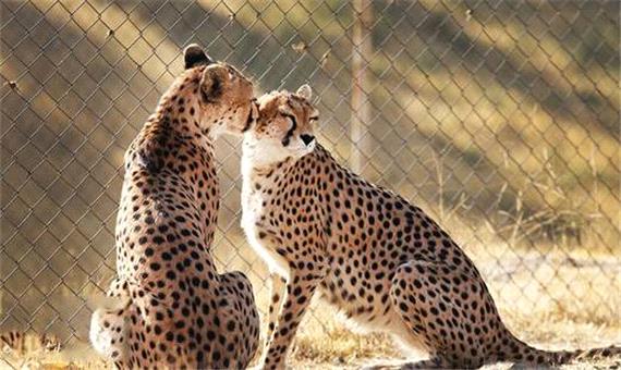 20+2 یوزپلنگ ایرانی و امید به احیا در اسارت