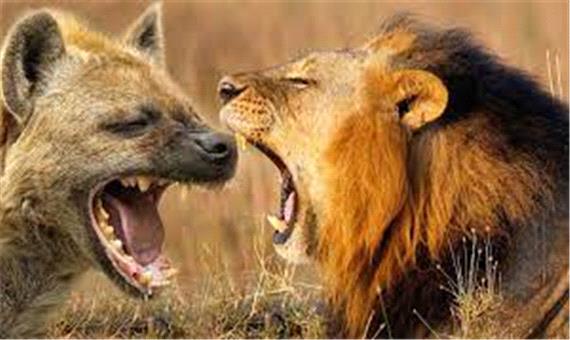 جنگ بین شیرها و کفتارها