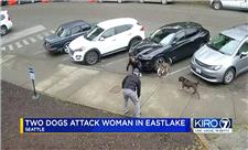 حمله دو سگ به زن آمریکایی در خیابان