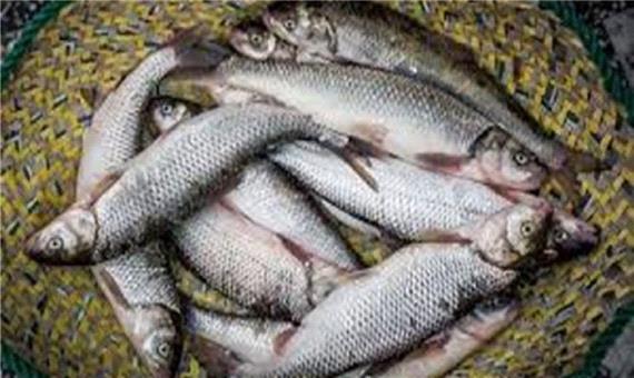 متوسط مصرف هفتگی ماهی و آبزیان در ایران کمتر از 30 گرم!