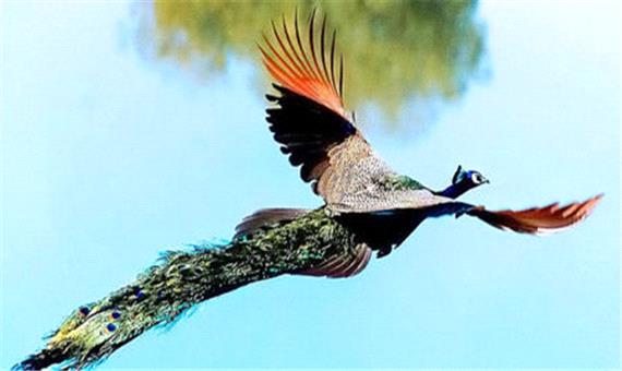 تا حالا پرواز طاووس ها را دیده بودید؟