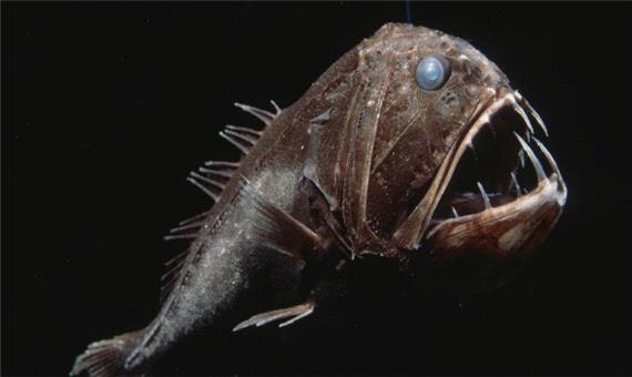 ماهی با ظاهر ترسناک در اعماق اقیانوس