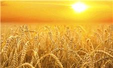 شورای بین‌المللی غلات: گندم صادراتی در جهان تا 87 درصد گران شده است