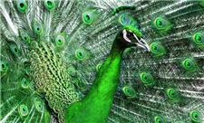 تلاش برای جلوگیری از انقراض طاووس سبز