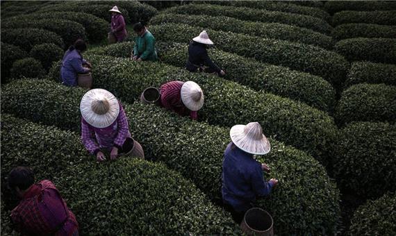 مزارع چای در چین
