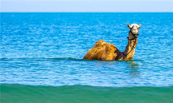 شنا کردن شتر در خلیج زیبای گواتر چابهار