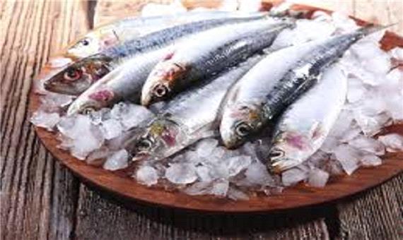 قیمت انواع ماهی در بازار