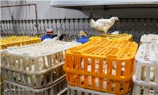 زیان 15 هزار تومانی مرغداران در فروش هر کیلو مرغ
