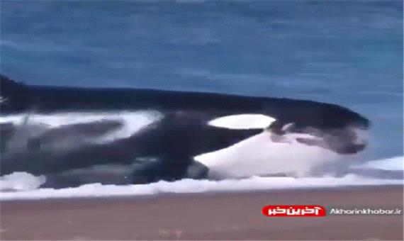 شکار فک آبی توسط نهنگ قاتل!