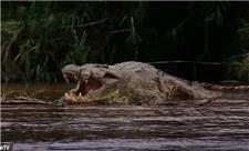 4 گوشه دنیا/ تمساح غول‌پیکری که 300قربانی گرفت و گیر نیافتاد