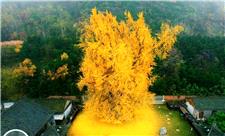 درخت هزار ساله ژینکو در چین