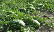 جهاد کشاورزی: هندوانه بر خلاف چیزی که گفته می‌شود آب‌بر نیست