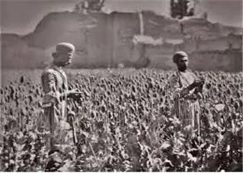 قیمت دولتی تریاک و شیره اعلام شد؛ بهمن 1334