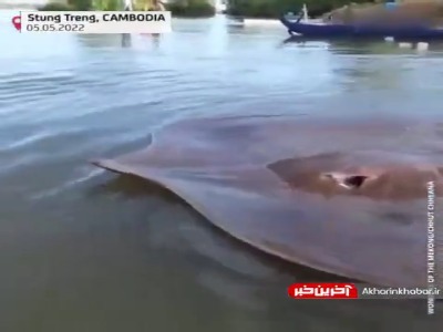 صید تصادفی یک گونه ماهی بزرگ و نادر در کامبوج