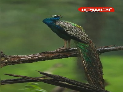 تصاویر زیبای حیوانات در باران