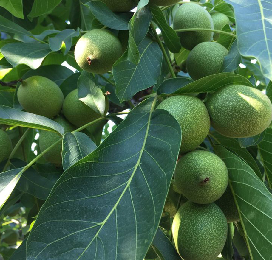 اخبار محرمانه