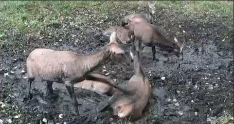 گوزن‌ها هم بر سر جا دعوا می‌کنند؟!