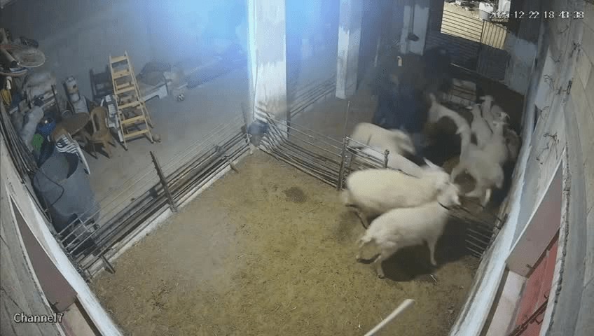 شهرک‌نشینان اسرائیلی به گوسفندان هم رحم نکردند!