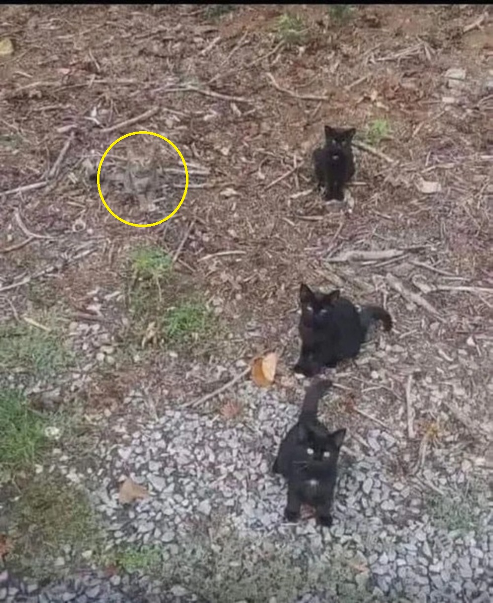 اخبار محرمانه