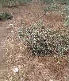 از بین بردن زمین‌های کشاورزی در نابلس توسط صهیونیست‌ها