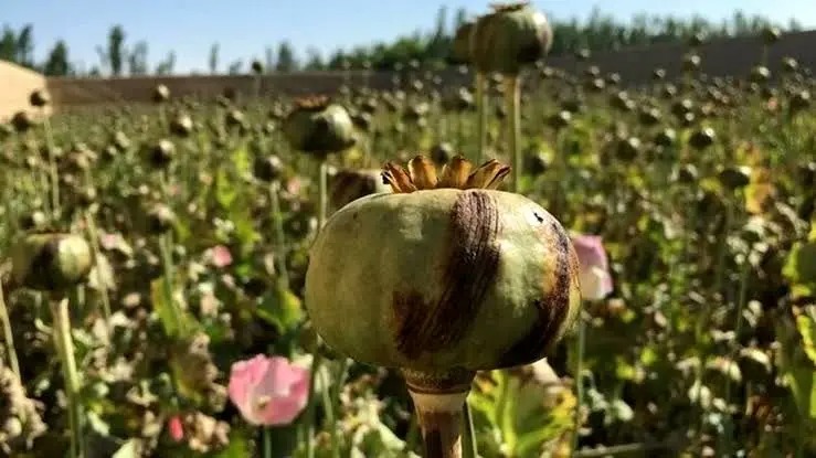 سفر به ایران قدیم؛ «کارگاه فرآوری تریاک» در شهر شیراز در زمان رضاخان