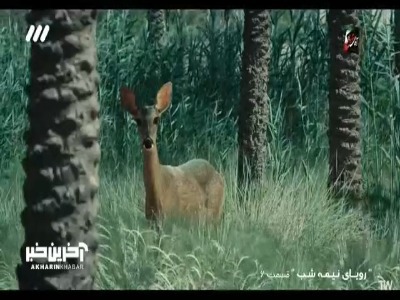 من و فتاح فرسنگ ها از هم دوریم!