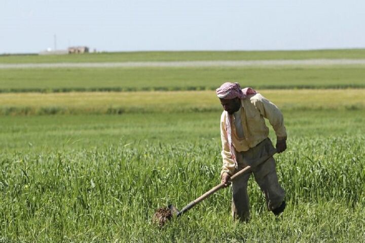 اتاق اصناف: خسارت قطع برق به کشاورزان باید جبران شود