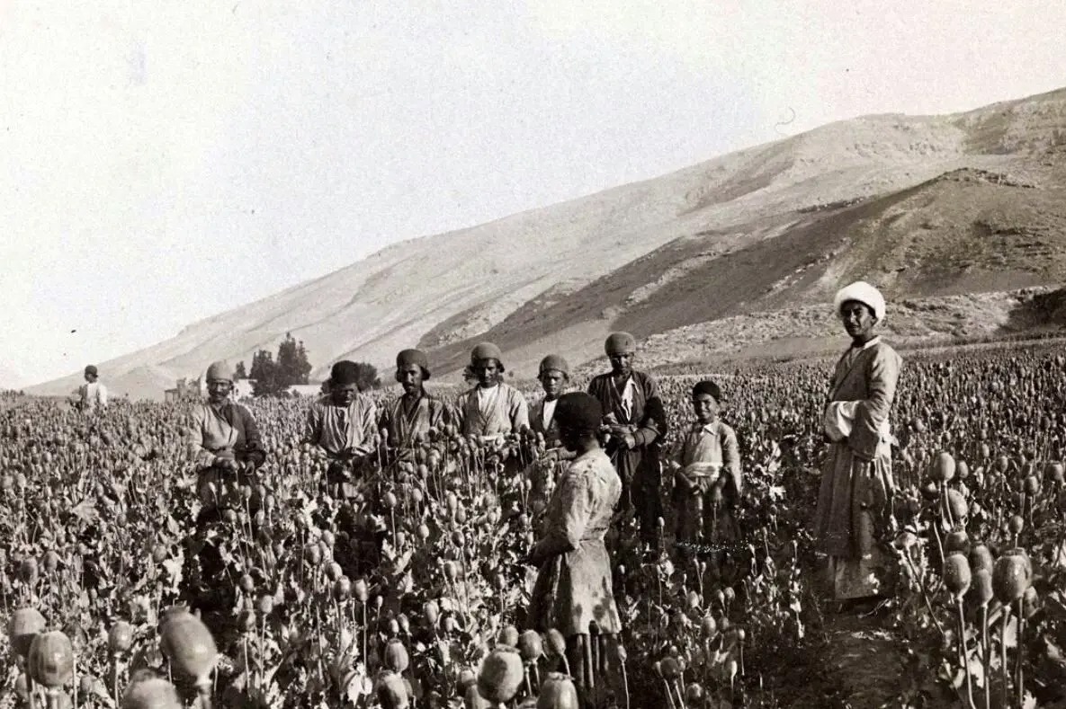 چه کسی به سلطنت خشخاش در ایران خاتمه داد؟ | عکس