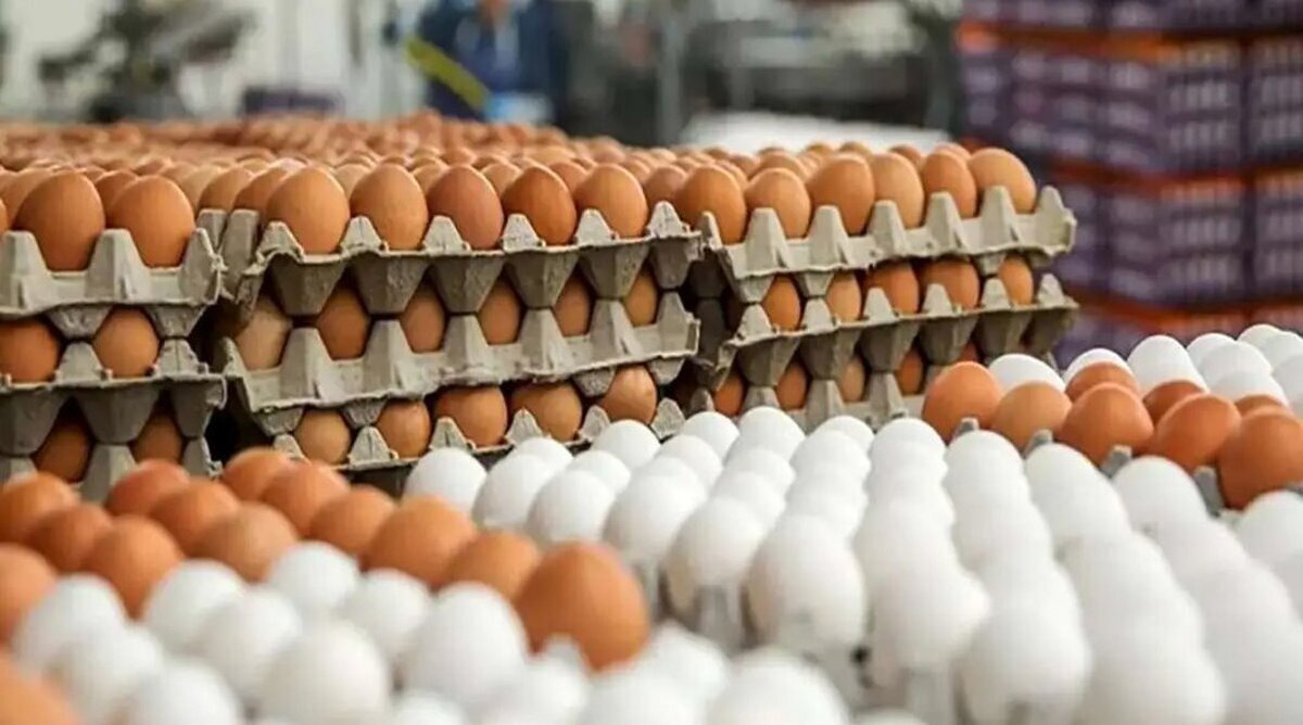 شوک به بازار تخم‌مرغ